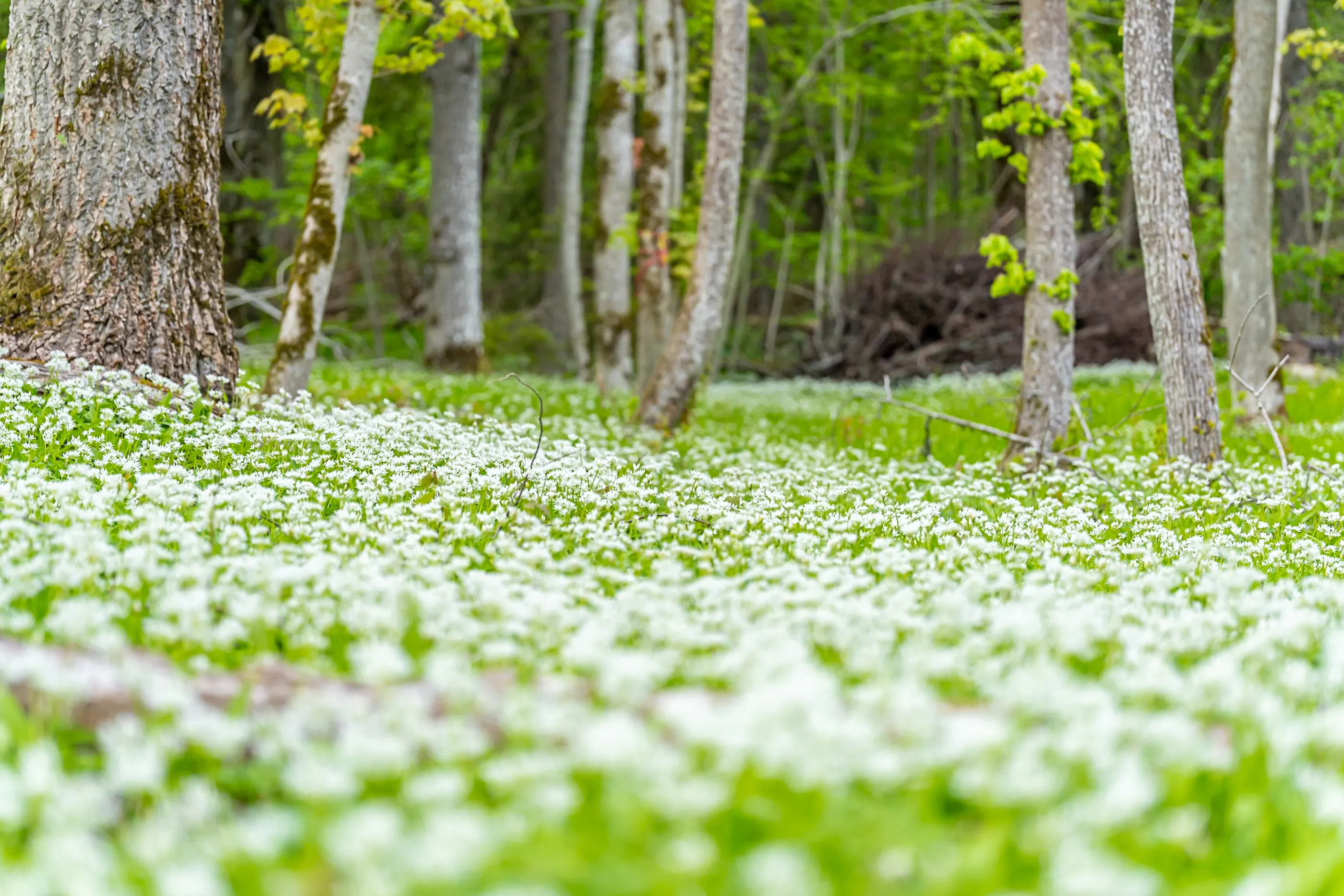 Ängsö i maj 2025