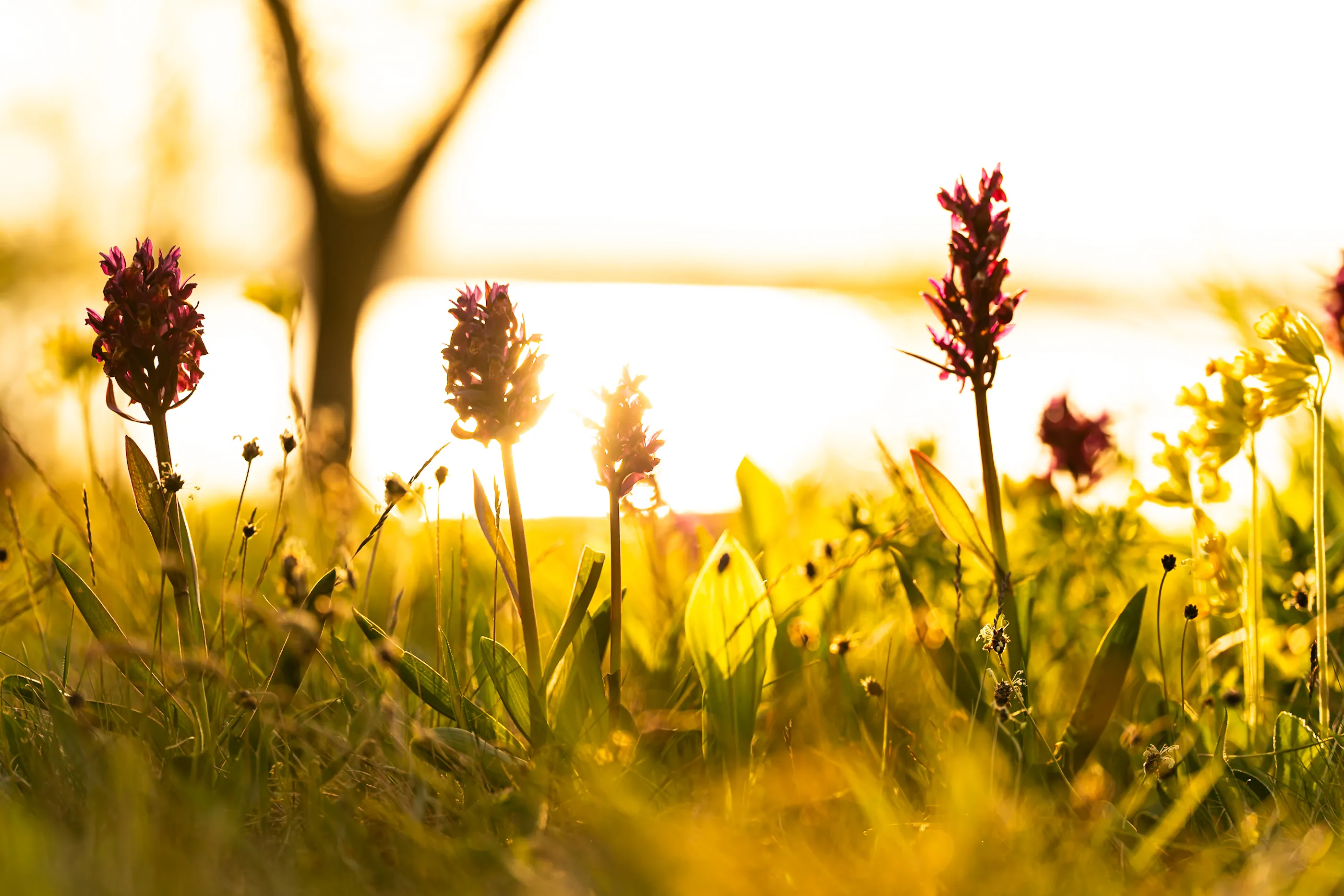 Ängsö i maj 2025